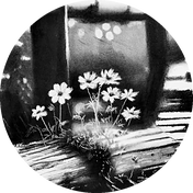 Charcoal flowers study by Artist Siraj